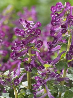 Corydalis 
