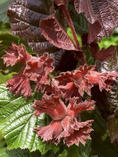 Corylus avellana Rode Zellernoot - Noisetier pourpre