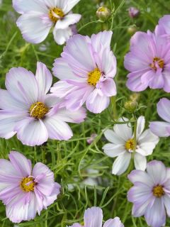 Graines de Cosmos Cosimo Collarette - Cosmos bipinnatus