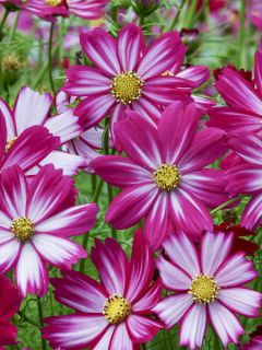 Graines de Cosmos Cosimo Red White - Cosmos bipenné