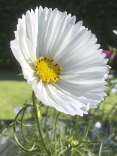 Graines de Cosmos Cupcakes White - Cosmos bipinnatus