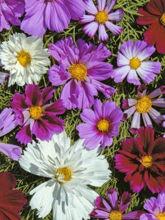 Cosmos Double All Sorts Mixed 