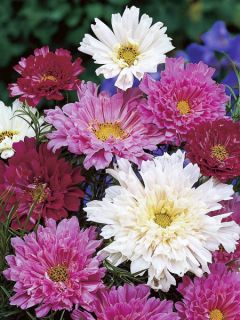 Cosmos 'Double Click Mixed'
