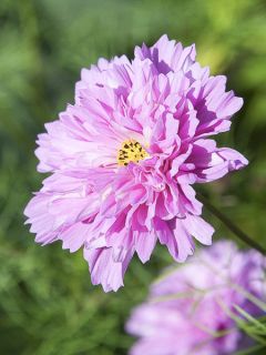 Cosmos 'Double Click Rose Bonbon'