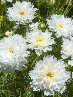 Graines de Cosmos Double Click Snow Puff - Cosmos bipinnatus