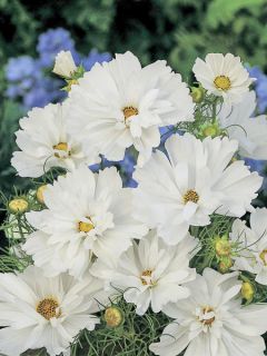 Cosmos 'Psyché White'