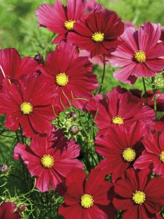 Cosmos Rubenza rouge carmin Mini-mottes