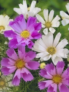 Cosmos 'Sea Shells'