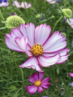 Cosmos Géant Sensation Picotee