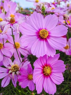 Cosmos Géant Sensation Radiance