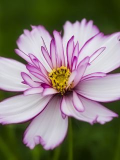 Cosmos bipinnatus Sweet Sixteen - Cosmos bipenné