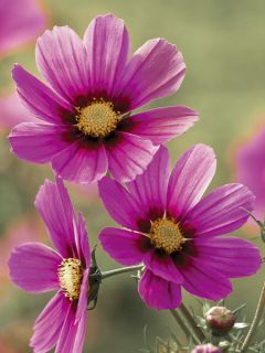 Graine de Cosmos Versailles Tetra - Cosmos bipinnatus