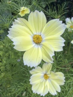 Graines de Cosmos Xanthos - Cosmos bipenné jaune pâle