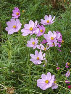 Cosmos 'Flamingo'