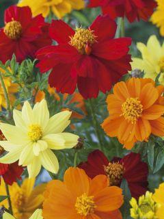 Cosmos Brightness mixed