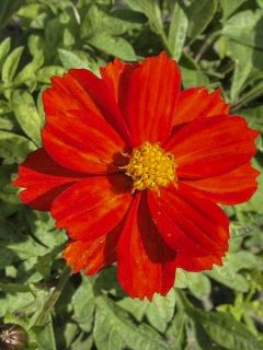 Graines de Cosmos Brightness Red - Cosmos sulphureus 