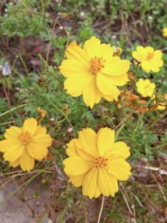 Cosmos sulphureus Cosmic Jaune