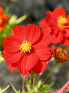 Cosmos sulphureus Cosmic rouge