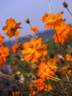 Graines de Cosmos sulphureus Crest Orange