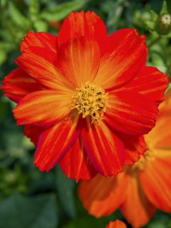 Graines de Cosmos Dwarf Ladybird Scarlet - Cosmos sulphureus