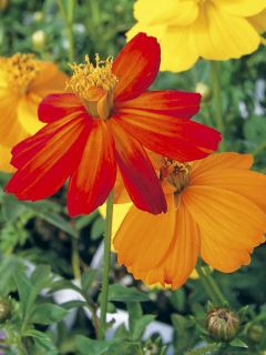 Graines de Cosmos Ladybird Mixed - Cosmos sulphureus