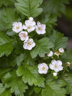 Aubépine chinoise 'Big Ball '