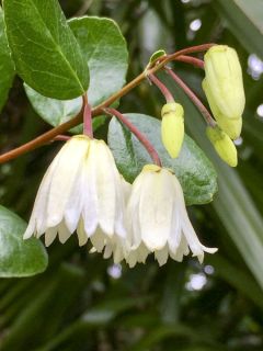 Crinodendron patagua - Patagua, Patahua