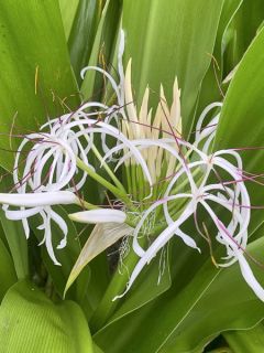 Crinum asiaticum - Crinum asiatique