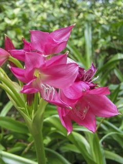 Crinum moorei Ellen Bosanquet
