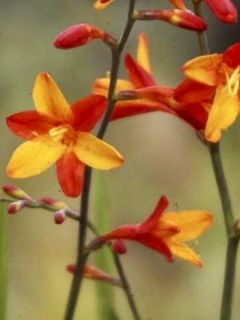 Crocosmia ou montbretia Fire King