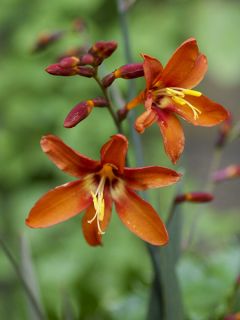 Montbrétia 'Dusky Maiden'