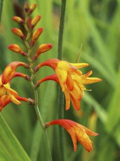 Crocosmia Météore - Montbretia orange et jaune