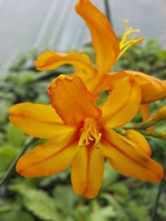 Crocosmia Zambesi - Montbretia