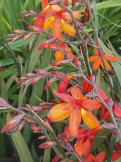 Crocosmia hybride Saracen - Montbretia rouge-orangé et jaune.