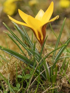 Crocus angustifolius