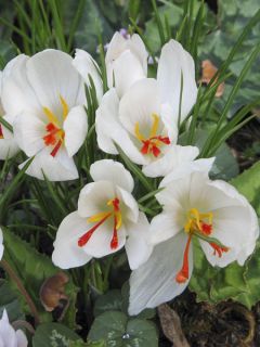 Crocus à safran blanc