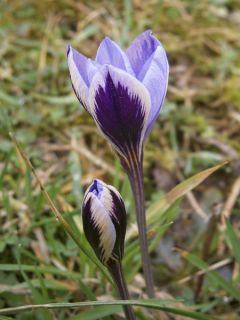 Crocus minimus - Petit crocus
