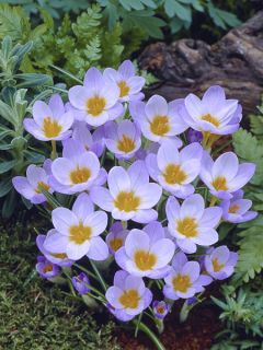 Crocus 'Firefly'