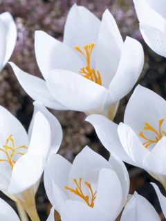 Crocus Speciosus Albus