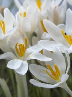 Crocus tommasinianus Albus