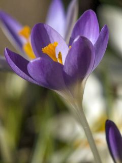 Crocus tommasinianus Barr's Purple - Crocus de Thomas 