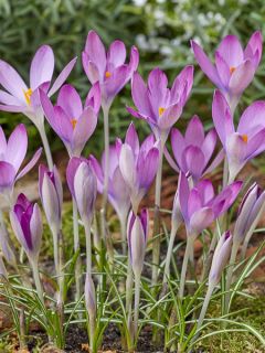 Crocus tommasinianus Roseus