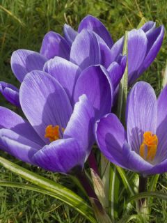 Crocus vernus Remembrance