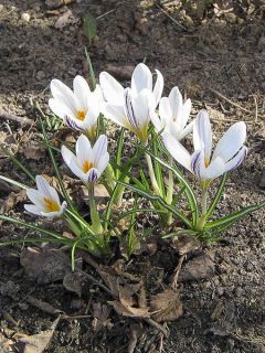 Crocus versicolor Picturatus