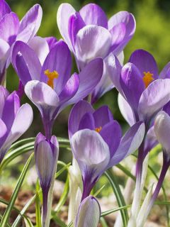 Crocus Mammouth Yalta - Crocus de printemps