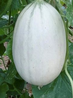 Melon 'Mangomel'