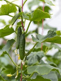 Concombre Byblos (Obtention Vilmorin) Vilmorin