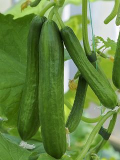 Concombre 'Carmen'