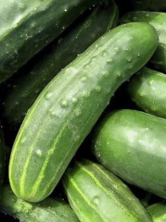 Concombre 'Cetriolo Marketer'