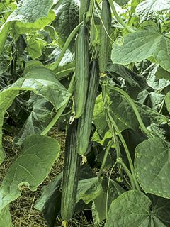 Concombre Fitness F1